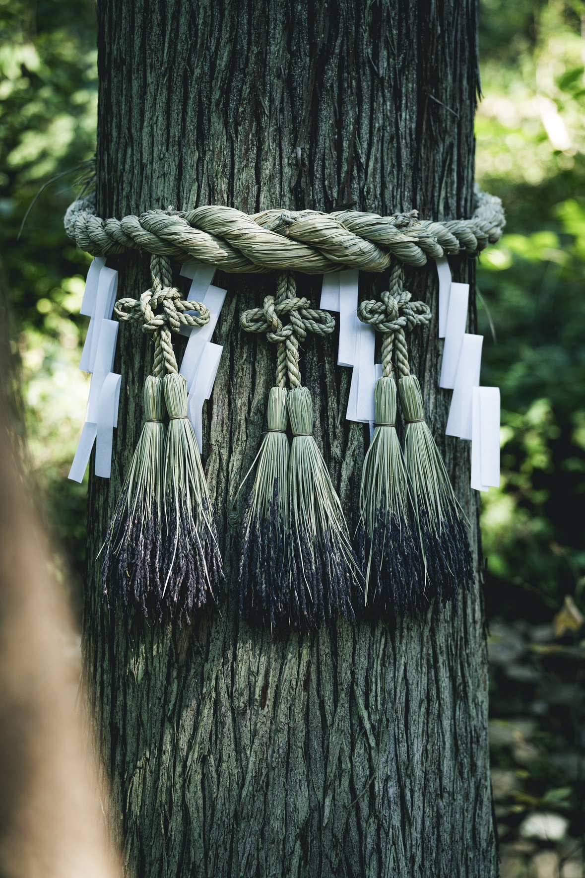 第2エリア神話型林業