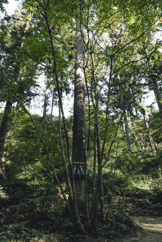 第2エリア神話型林業