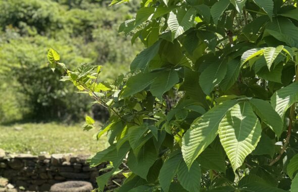 第1エリアの状況