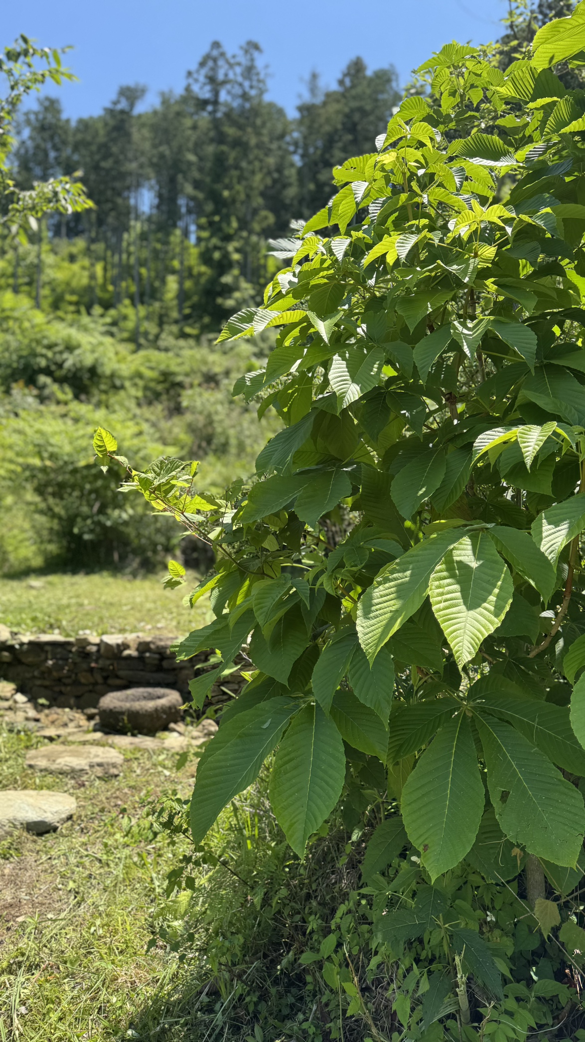 第1エリアの状況