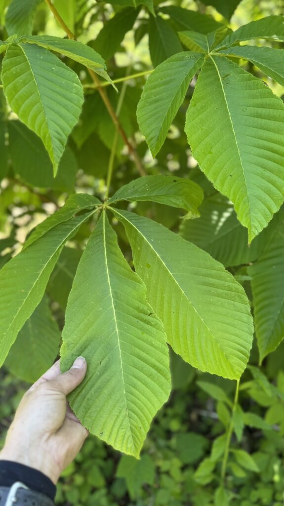 第1エリアの状況