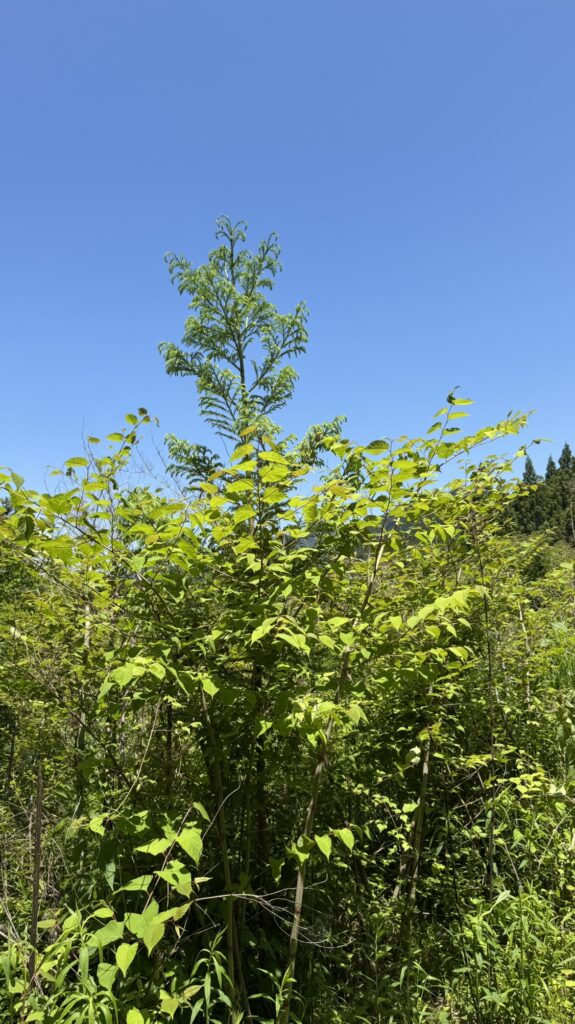 第1エリアの状況